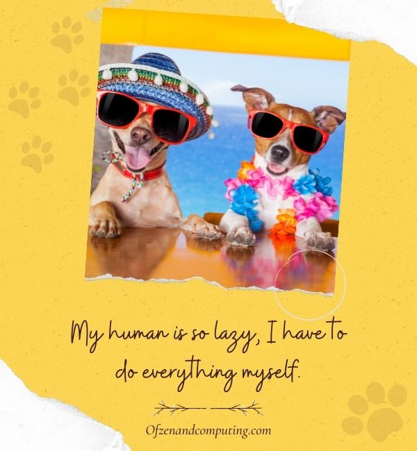 Funny Dog Captions For Instagram (2022)