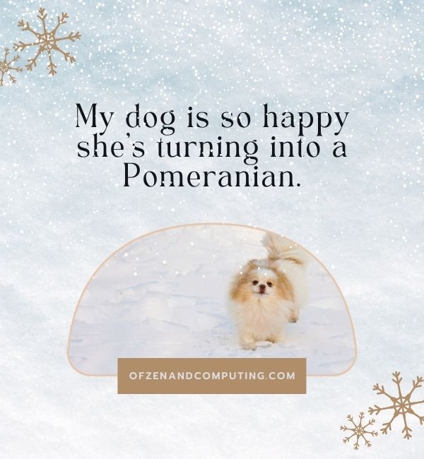 Snow Dog Captions For Instagram (2022)